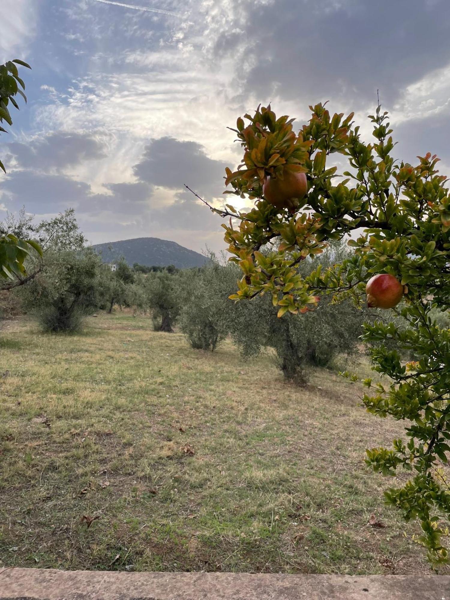 Panoramic View Summerhouse Loukissia Экстерьер фото